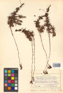 Saxifraga bronchialis L., Siberia, Russian Far East (S6) (Russia)