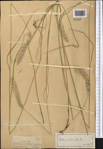 Melica ciliata L., Middle Asia, Dzungarian Alatau & Tarbagatai (M5) (Kazakhstan)