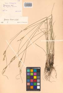 Juncus tenuis Willd., Siberia, Russian Far East (S6) (Russia)
