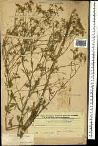 Falcaria vulgaris Bernh., Caucasus, Azerbaijan (K6) (Azerbaijan)