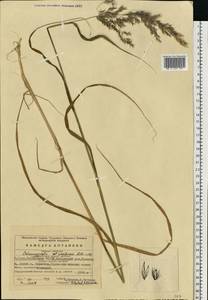 Calamagrostis uralensis Litv., Eastern Europe, Eastern region (E10) (Russia)