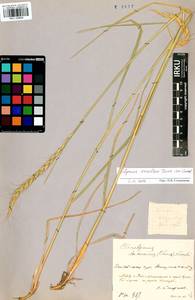 Elymus dahuricus Griseb., Siberia, Altai & Sayany Mountains (S2) (Russia)