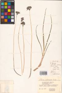 Allium inderiense Fisch. ex Bunge, Eastern Europe, Lower Volga region (E9) (Russia)