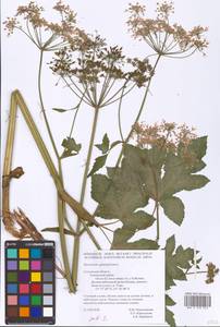 Heracleum sphondylium L., Eastern Europe, Western region (E3) (Russia)