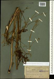 Chaerophyllum macrospermum (Willd. ex Spreng.) Fisch. & C. A. Mey., Caucasus, Armenia (K5) (Armenia)