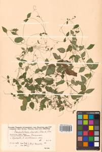 Pseudostellaria davidii (Franch.) Pax, Siberia, Russian Far East (S6) (Russia)