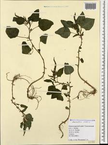 Amaranthus viridis L., Caucasus, Black Sea Shore (from Novorossiysk to Adler) (K3) (Russia)