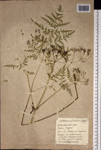 Anthriscus sylvestris subsp. sylvestris, Siberia, Central Siberia (S3) (Russia)
