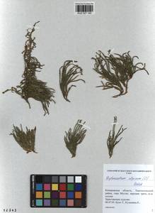 Diphasiastrum alpinum (L.) Holub, Siberia, Altai & Sayany Mountains (S2) (Russia)