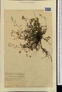 Helianthemum orientale (Grosser) Juz. & Pozdeeva, Crimea (KRYM) (Russia)