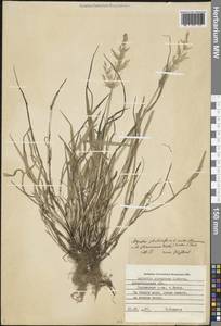 Agrostis stolonifera L., Eastern Europe, Northern region (E1) (Russia)