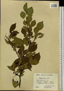 Malus baccata (L.) Borkh., Siberia, Russian Far East (S6) (Russia)