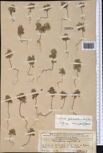 Clinopodium graveolens subsp. rotundifolium (Pers.) Govaerts, Middle Asia, Western Tian Shan & Karatau (M3) (Kazakhstan)