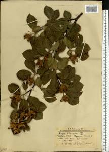 Fagus sylvatica L., Eastern Europe, West Ukrainian region (E13) (Ukraine)