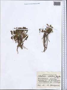 Schulzia albiflora (Kar. & Kir.) Popov, Middle Asia, Northern & Central Tian Shan (M4) (Kazakhstan)