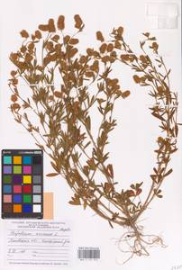 Trifolium arvense L., Eastern Europe, North-Western region (E2) (Russia)