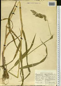 Phalaris arundinacea L., Siberia, Western Siberia (S1) (Russia)