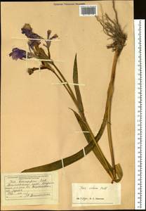 Iris setosa Pall. ex Link, Siberia, Russian Far East (S6) (Russia)