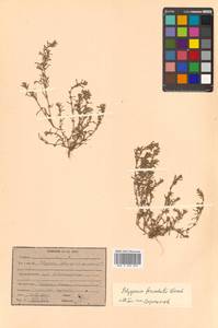 Polygonum plebeium R. Br., Siberia, Russian Far East (S6) (Russia)