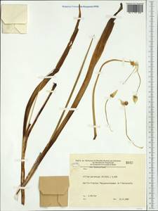 Allium paradoxum (M.Bieb.) G.Don, Western Europe (EUR) (Germany)