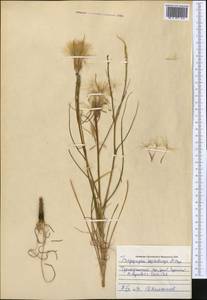 Tragopogon vvedenskyi Popov ex Pavlov, Middle Asia, Pamir & Pamiro-Alai (M2) (Uzbekistan)