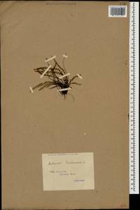 Asplenium trichomanes L., Caucasus, Georgia (K4) (Georgia)