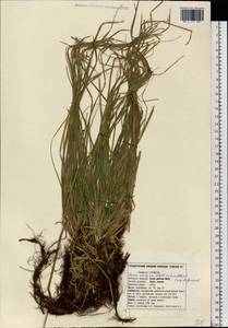 Carex rhizina Blytt ex Lindblom, Eastern Europe, Western region (E3) (Russia)