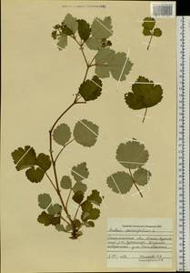 Rubus parvifolius L., Siberia, Russian Far East (S6) (Russia)