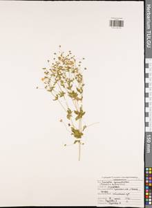 Potentilla erecta (L.) Raeusch., Eastern Europe, Central region (E4) (Russia)