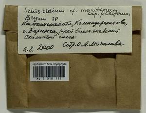 Bryum, Bryophytes, Bryophytes - Chukotka & Kamchatka (B21) (Russia)