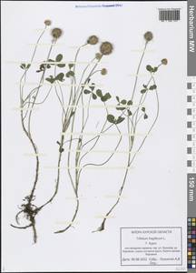 Trifolium fragiferum L., Eastern Europe, Central forest-and-steppe region (E6) (Russia)