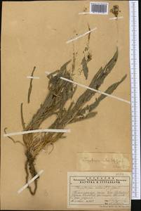Tragopogon ruber S. G. Gmel., Middle Asia, Western Tian Shan & Karatau (M3) (Kazakhstan)
