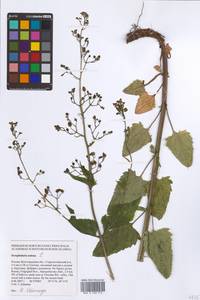 Scrophularia nodosa L., Eastern Europe, Lower Volga region (E9) (Russia)