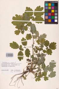 Chelidonium majus L., Eastern Europe, North-Western region (E2) (Russia)