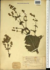 Salvia aethiopis L., Crimea (KRYM) (Russia)
