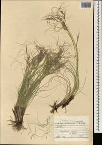 Stipa glareosa P.A.Smirn., Mongolia (MONG) (Mongolia)