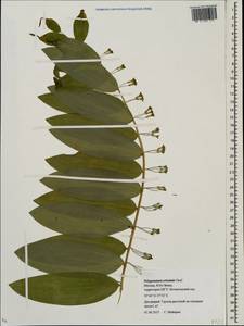 Polygonatum orientale Desf., Eastern Europe, Moscow region (E4a) (Russia)