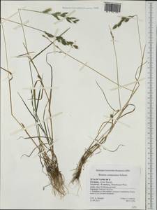 Bromus commutatus Schrad., Western Europe (EUR) (Germany)