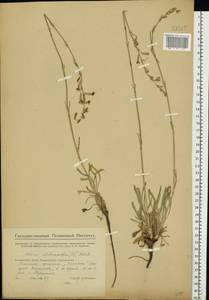 Silene chlorantha (Willd.) Ehrh., Eastern Europe, Eastern region (E10) (Russia)