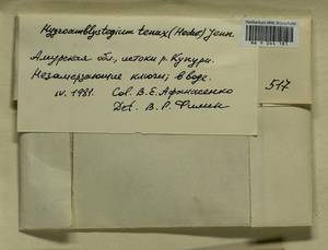 Hygrohypnella ochracea (Turner ex Wilson) Ignatov & Ignatova, Bryophytes, Bryophytes - Russian Far East (excl. Chukotka & Kamchatka) (B20) (Russia)