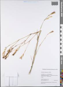 Dianthus leptopetalus Willd., Eastern Europe, Lower Volga region (E9) (Russia)