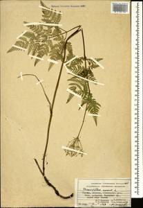 Chaerophyllum aureum L., Caucasus, Abkhazia (K4a) (Abkhazia)