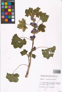 Malva sylvestris var. mauritiana (L.) Boiss., Eastern Europe, Moscow region (E4a) (Russia)