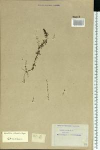 Utricularia intermedia Hayne, Eastern Europe, Northern region (E1) (Russia)