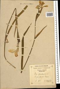 Iris pseudacorus L., Caucasus, Black Sea Shore (from Novorossiysk to Adler) (K3) (Russia)