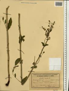 Nepeta nuda subsp. nuda, Eastern Europe, Middle Volga region (E8) (Russia)