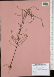 Berteroa incana (L.) DC., Eastern Europe, Central region (E4) (Russia)