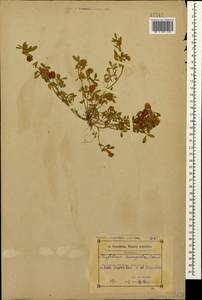 Trifolium campestre Schreb., Caucasus, Azerbaijan (K6) (Azerbaijan)