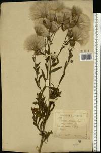 Cirsium arvense (L.) Scop., Eastern Europe, Central forest-and-steppe region (E6) (Russia)