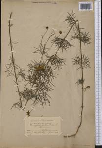 Coreopsis verticillata L., America (AMER) (United States)